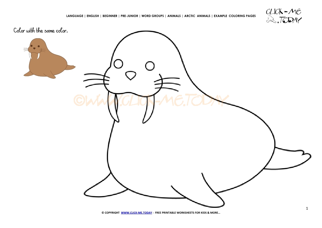 Example coloring page Walrus - Color picture of Walrus