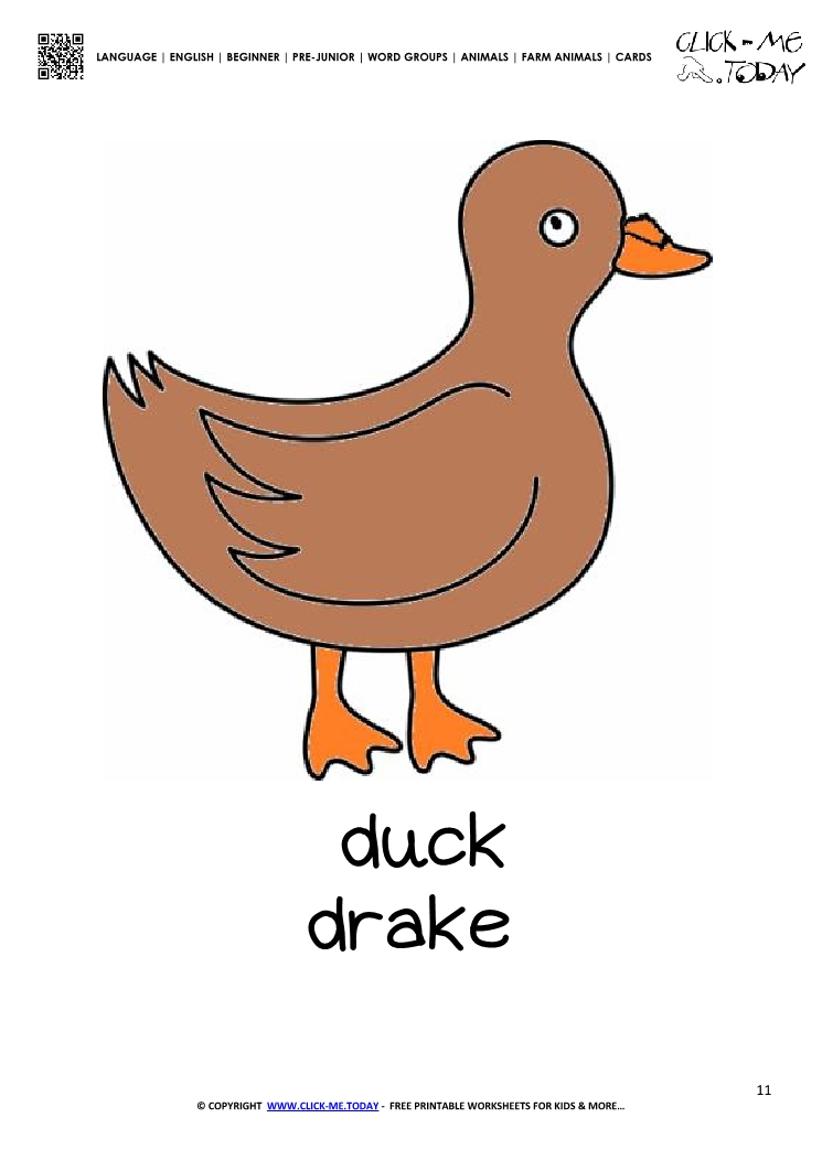 Farm animal flashcard Duck DrakeCard of Duck