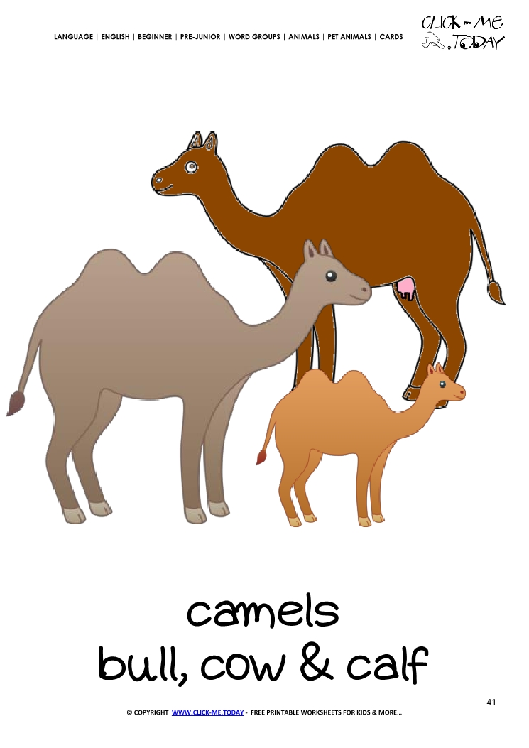 Printable Pet Animal Camels wall card - Camels flashcard