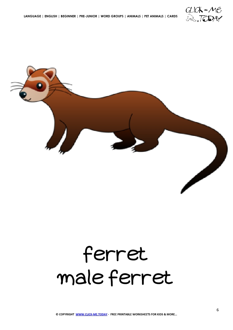 Printable Pet Animal Ferret wall card -  Ferret flashcard