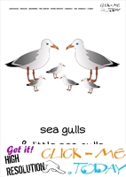 Sea animal flashcard Sea gulls - Printable card of Sea gulls
