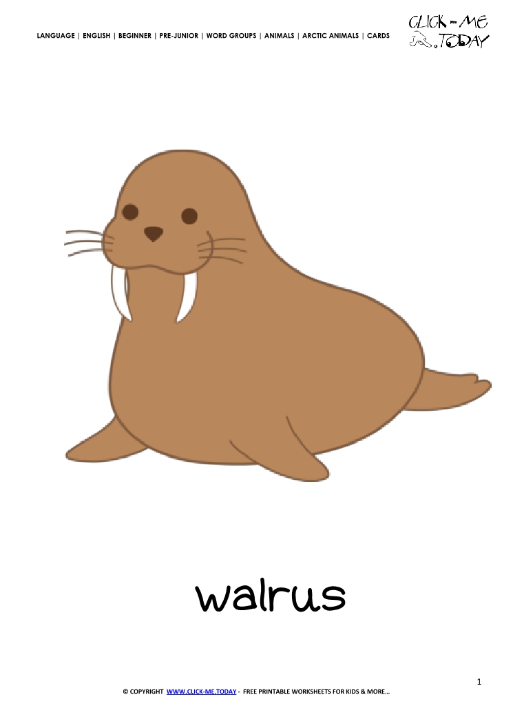 Printable Arctic Animal Walrus wall card -  Walrus flashcard