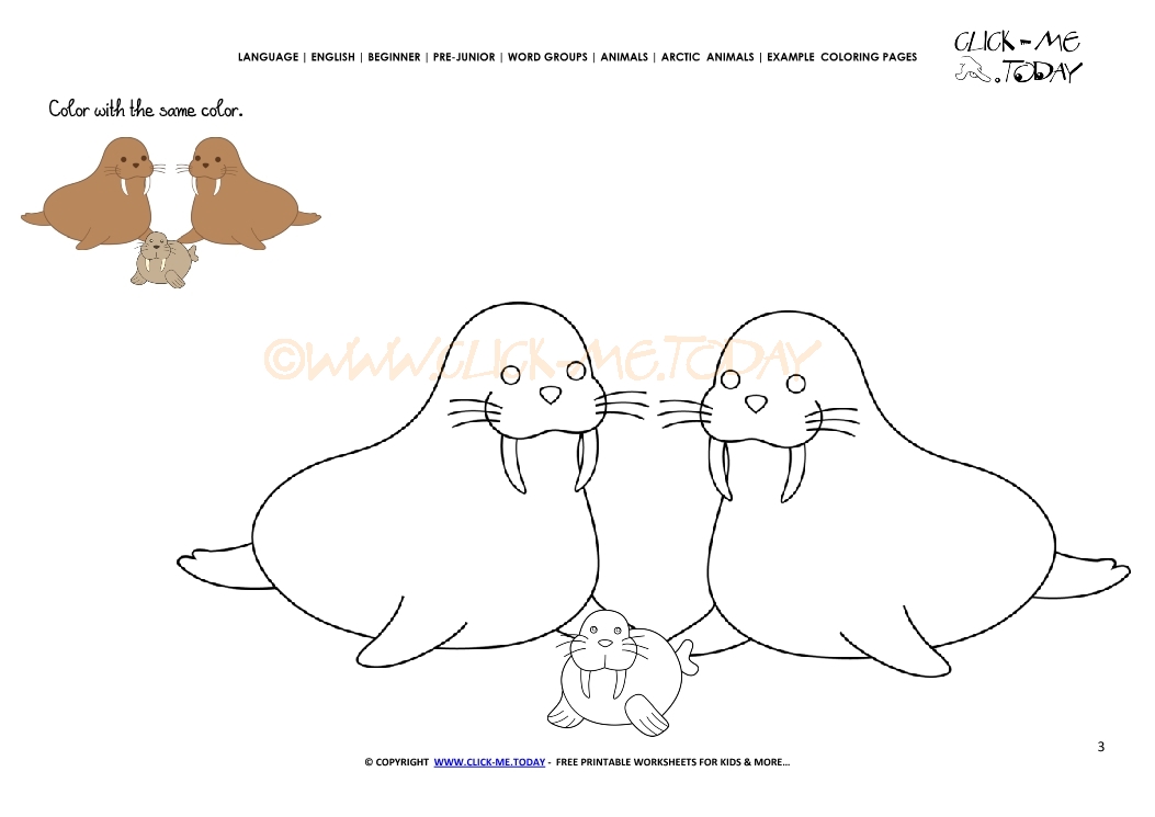 Example coloring page Walruses - Color picture of Walruses