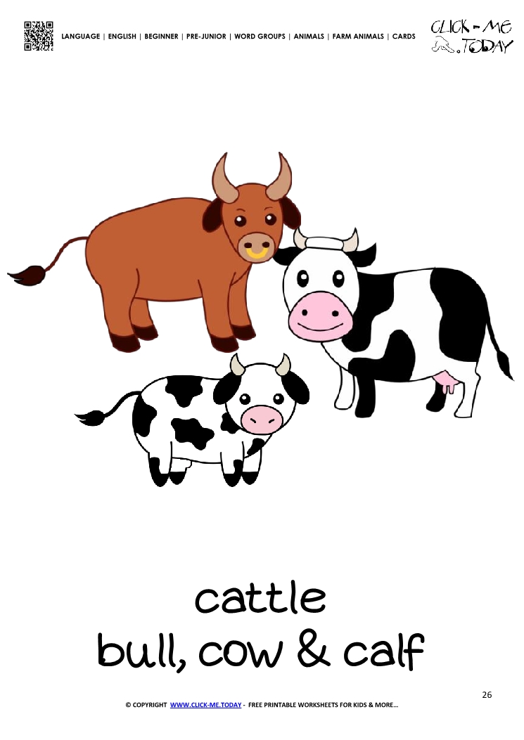 Farm animal flashcard Cattle Card of Cows 