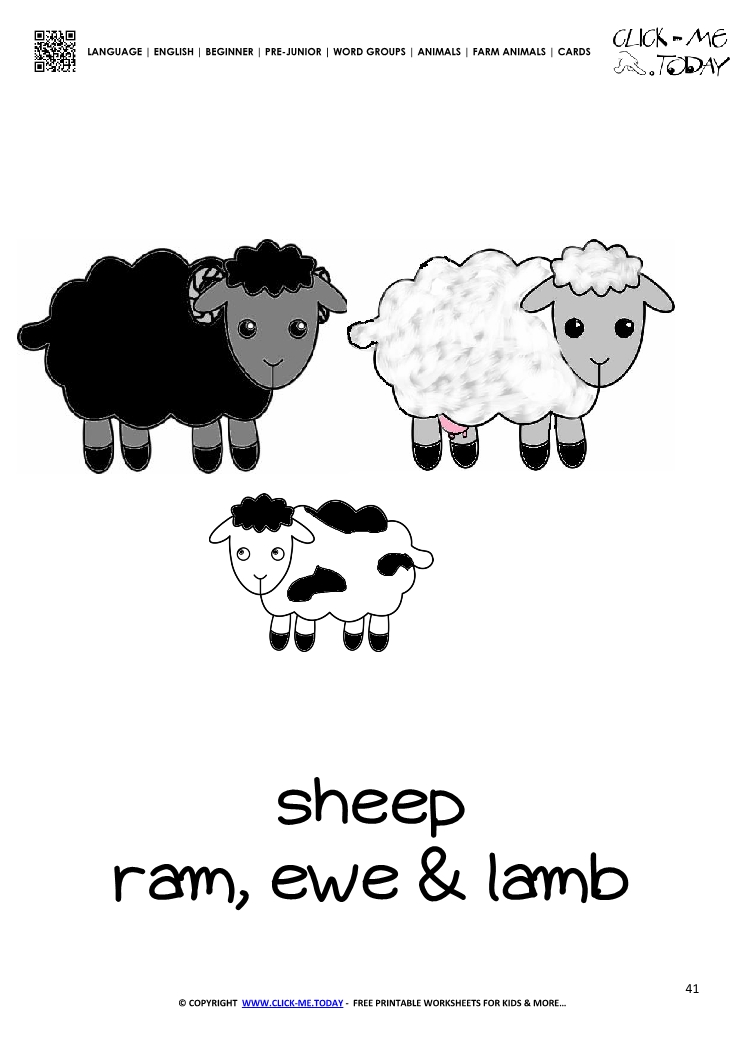 Farm animal flashcard Sheep family Card of Sheep