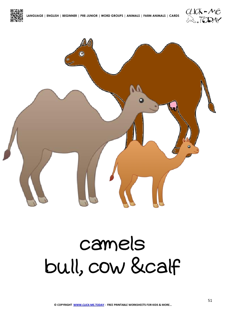 Farm animal flashcard Camels Card of Camels