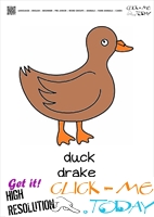Farm animal flashcards Duck Drake Card of Duck