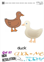 Farm animal flashcards Ducks Card of Ducks