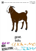 Farm animal flashcards male Goat Billy Card of Goat