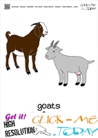 Farm animal flashcards Goats Card of Goats