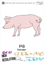 Farm animal flashcards Boar Pig  Card of Pig