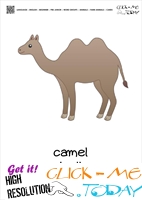 Farm animal flashcards Camel BullCard of Camel