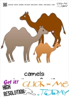 Farm animal flashcards Camels Card of Camels