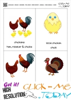 Farm animals flashcards 2 - Chicken & Turkey