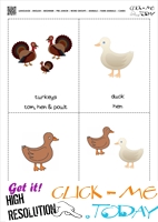 Farm animals flashcards 3 - Turkeys & Ducks
