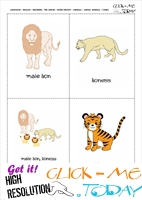 Jungle animals cards - Lions & Tigers