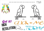 Example coloring page Parrots -  Color picture of Parrots