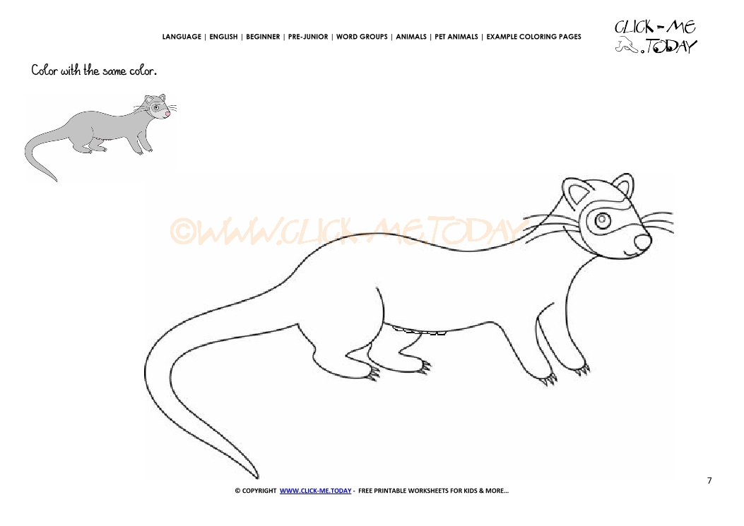 Example coloring page  Female Ferret - Color  Ferret picture