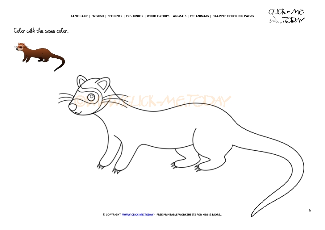 Example coloring page Ferret - Color  Ferret picture