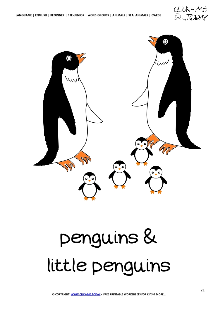 Sea animal flashcard Penguins - Printable card of Penguins