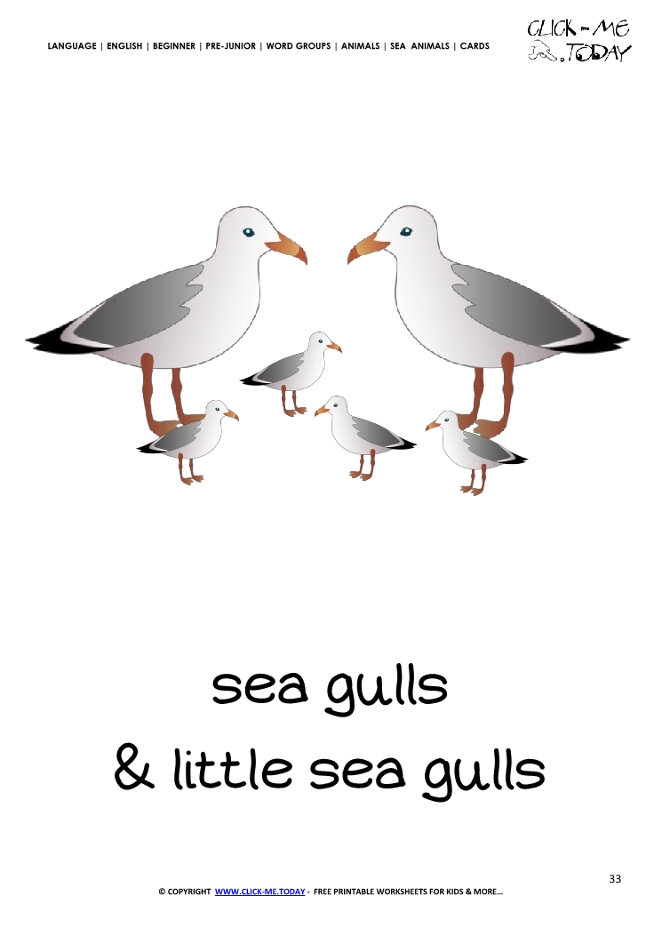 Sea animal flashcard Sea gulls - Printable card of Sea gulls