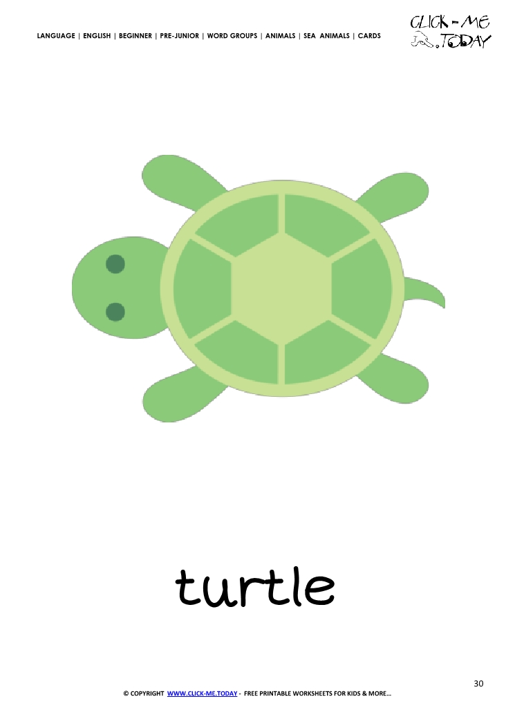 Sea animal flashcard Turtle - Printable card of Turtle