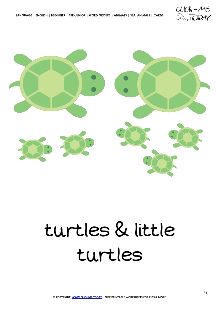 Sea animal flashcard Turtles - Printable card of Turtles