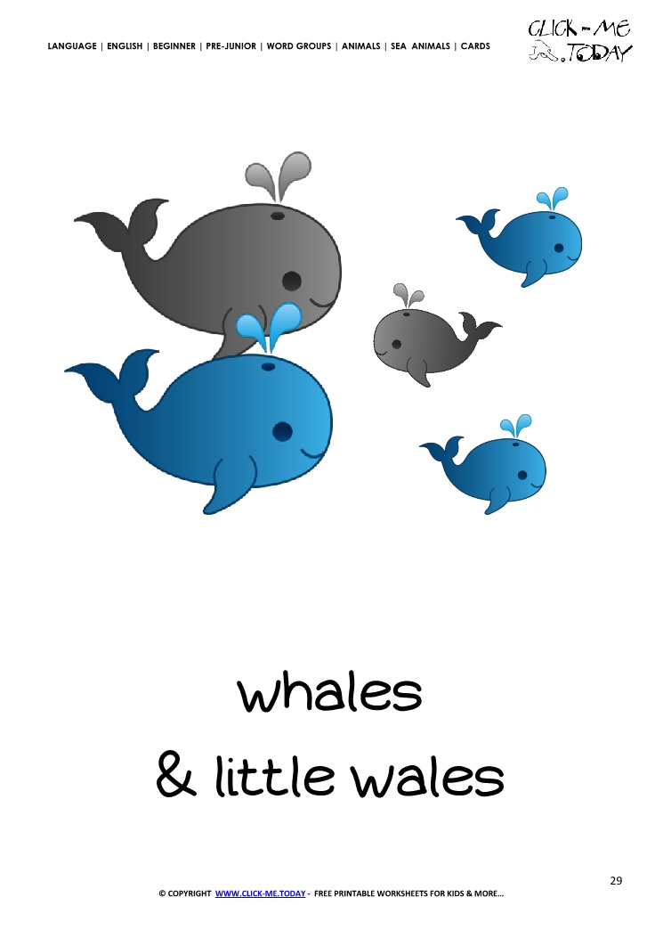Sea animal flashcard Whales - Printable card of Whales