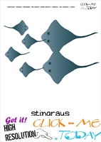 Sea animal flashcard Stingrays - Printable card of Stingrays