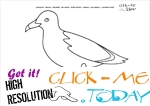 Coloring page Sea gull - Color picture of Sea Gull